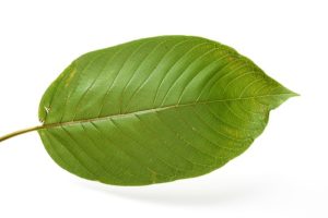 Kratom leaf