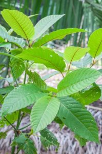 Kratom plant